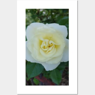 Yellow rose Posters and Art